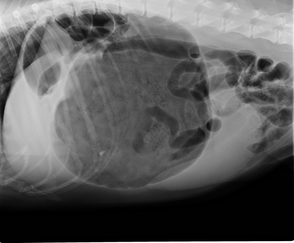 gdv in dogs what s new hton veterinary hospital gdv in dogs what s new hton veterinary hospital